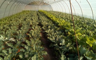 DISPONIBILIDAD FRUTAS Y VERDURAS 4 abril