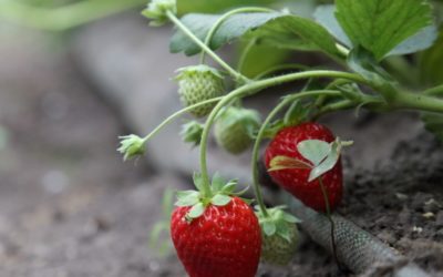 Nuestras frutas y verduras de temporada