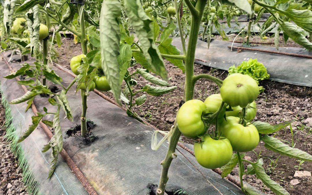 Disponibilidad Finca