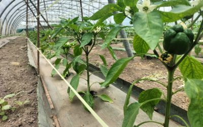 Disponibilidad Finca