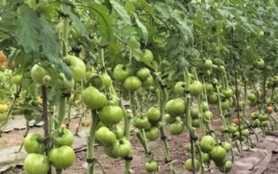 Disponibilidad Finca