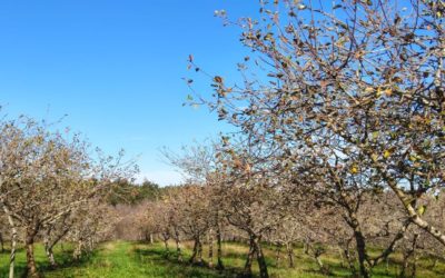 Disponibilidad Finca