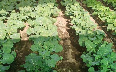 ECHO en Finca El Cabillón