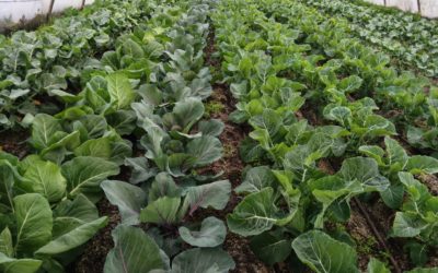 Disponibilidad Finca