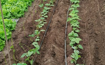 Disponibilidad Finca