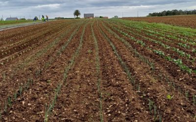 Disponibilidad FINCA