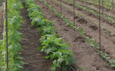 FRUTAS Y VERDURAS DE TEMPORADA