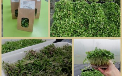 Disponibilidad Finca