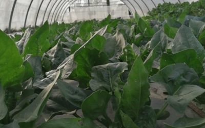 DISPONIBILIDAD FINCA 28 Marzo