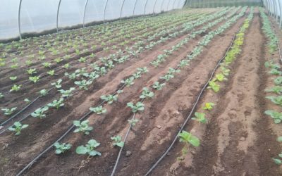 FRUTAS Y VERDURAS DE TEMPORADA