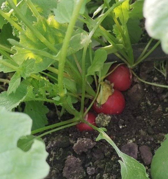 Disponibilidad Finca