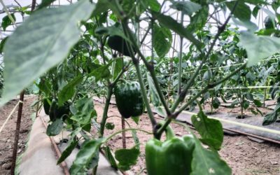 Disponibilidad Finca