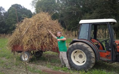 Disponibilidad Finca