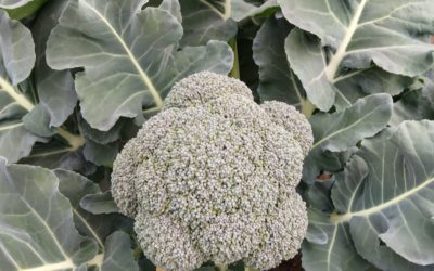 Disponibilidad Finca