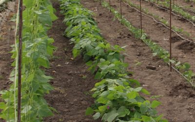 Frutas y verduras de temporada