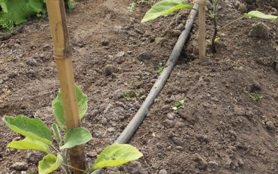 Esta semana por Finca…