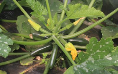 Disponibilidad Finca