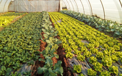 DISPONIBILIDAD Frutas y Verduras