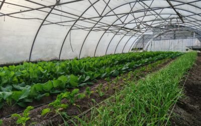 Disponibilidad Finca