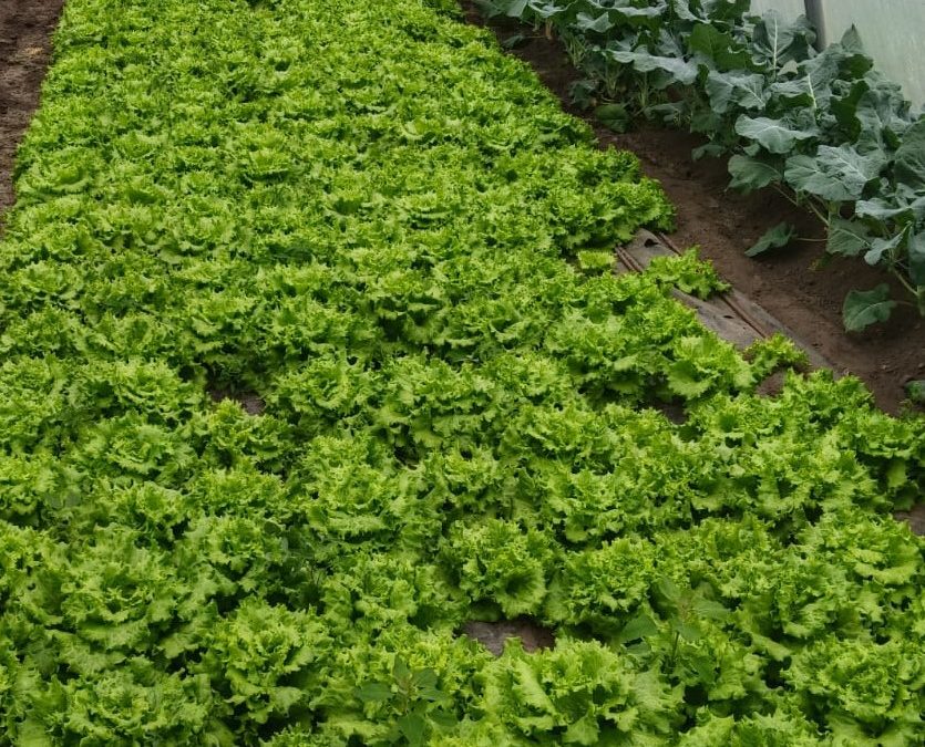 Disponibilidad Finca