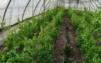 Disponibilidad Finca