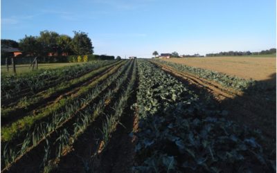 Técnicas y rentabilidad de especies y variedades apropiadas para las condiciones de cultivo ecológico en Asturias